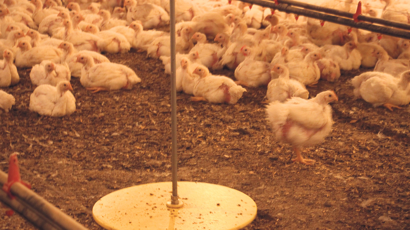 Des niveaux élevés de calcium ou de phosphore dans l’alimentation réduisent la capacité naturelle des poulets à synthétiser de la phytase. Il est donc important de réguler précisément ces apports. Photo : Archives/TCN