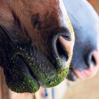 Le choix du fourrage donné aux chevaux se fera en fonction du stade physiologique du cheval, de son profil métabolique et de son niveau d’activité physique. Photo : Shutterstock