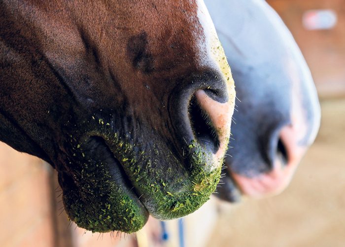 Le choix du fourrage donné aux chevaux se fera en fonction du stade physiologique du cheval, de son profil métabolique et de son niveau d’activité physique. Photo : Shutterstock