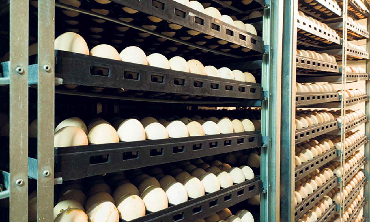 Les couvoiriers continuent de rencontrer des problèmes d’approvisionnement en œufs d’incubation aux États-Unis. Photo : Shutterstock