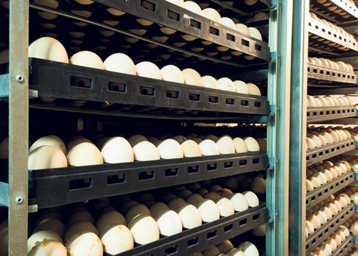 Les couvoiriers continuent de rencontrer des problèmes d’approvisionnement en œufs d’incubation aux États-Unis. Photo : Shutterstock