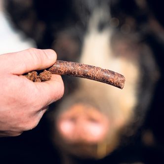 Les porcs de race Berkshire de la Ferme Beauvais semblent apprécier le tourteau de noix qui complète leur ration depuis l’été dernier. Photo : Justin Landreville