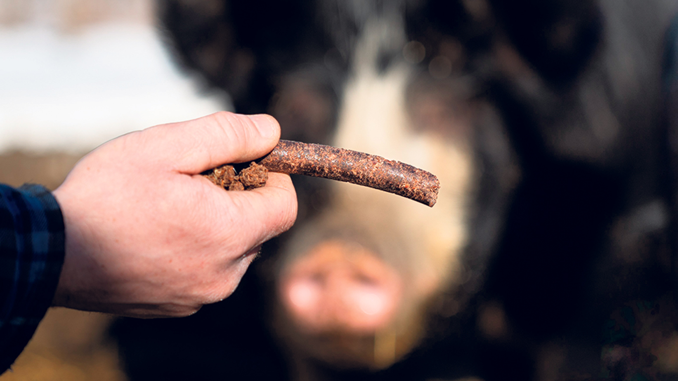 Les porcs de race Berkshire de la Ferme Beauvais semblent apprécier le tourteau de noix qui complète leur ration depuis l’été dernier. Photo : Justin Landreville