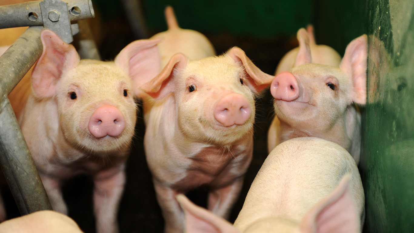 La proportion des porcs produits par les grandes entreprises est passée de 43 % en 2012 à 61 % en 2022, note le rapport. Crédit photo : Archives/TCN