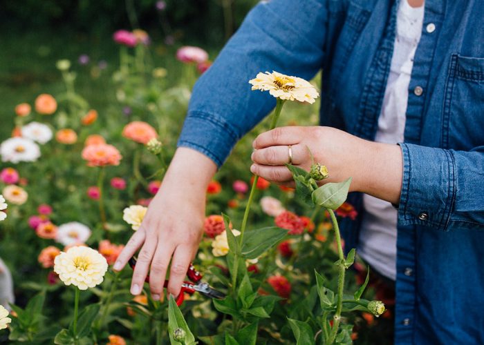 La nouvelle association de fermières-fleuristes souhaite faire la promotion des fleurs coupées, cultivées localement, auprès des consommateurs et des fleuristes. Photo : Gracieuseté de l’APFCQ