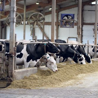 Beaucoup d’efforts sont déployés pour uniformiser la production d’une vache à l’autre, de sorte qu’il est plus facile de donner la juste ration de nourriture à chacune. Photo : Caroline Morneau/TCN
