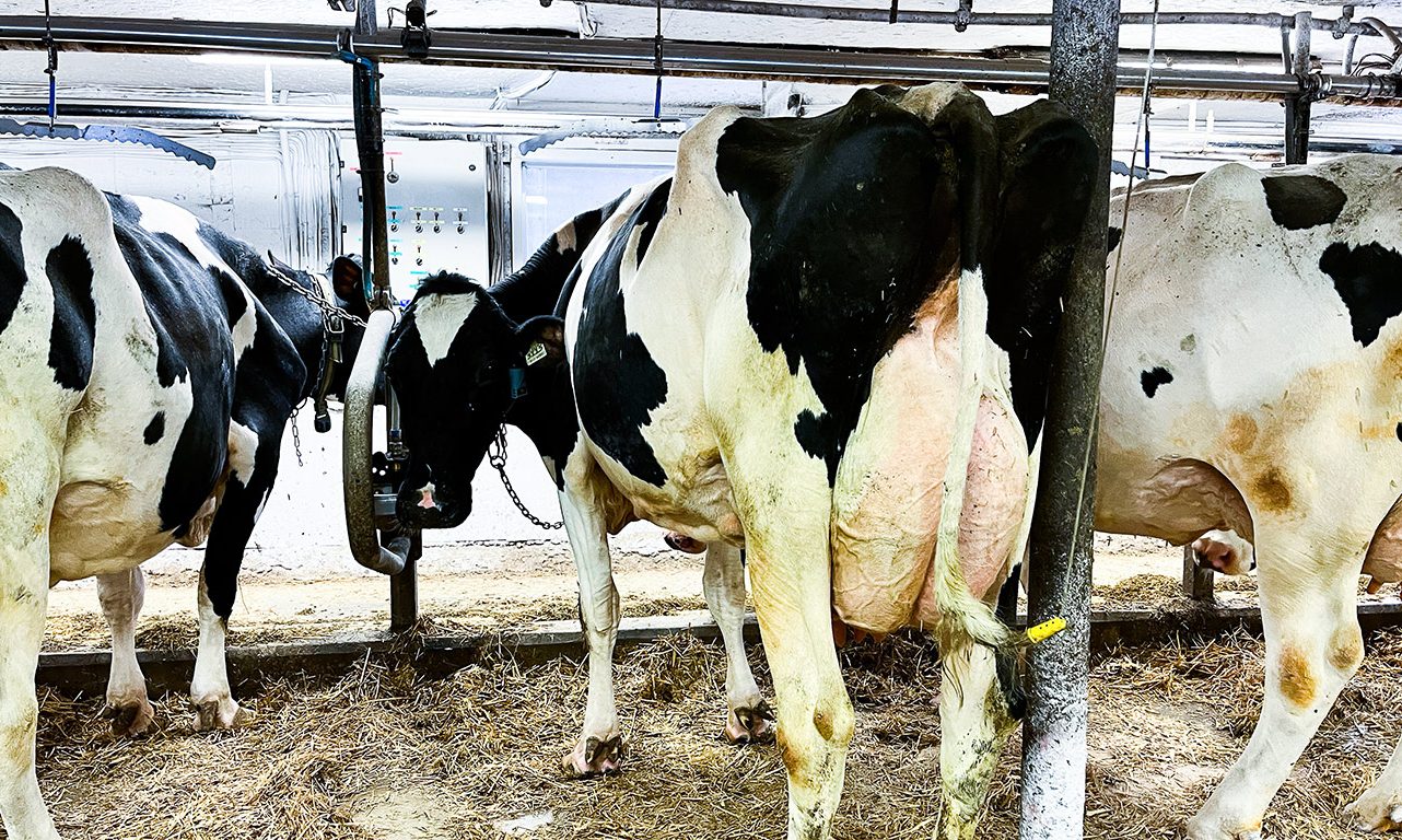 Les vaches en lactation importées des États-Unis devront désormais subir des tests. Photo : Archives/TCN