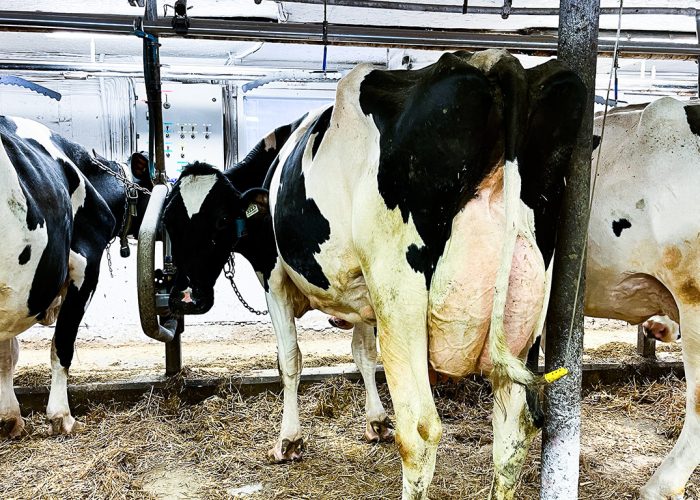 Les vaches en lactation importées des États-Unis devront désormais subir des tests. Photo : Archives/TCN