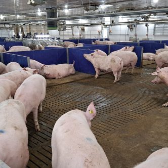 De façon générale, la production des aliments et la gestion du lisier représentent les deux principales sources d’émissions de GES en production porcine. Photo : Gracieuseté du CDPQ