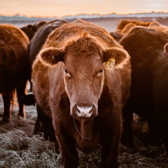 Selon Conservation de la nature Canada, un accord visant à protéger du développement le vaste Ranch McIntyre dans le sud de l'Alberta est le plus important du genre au pays, et permettra à la famille qui en est propriétaire de continuer à y élever du bétail. Photo : Shutterstock