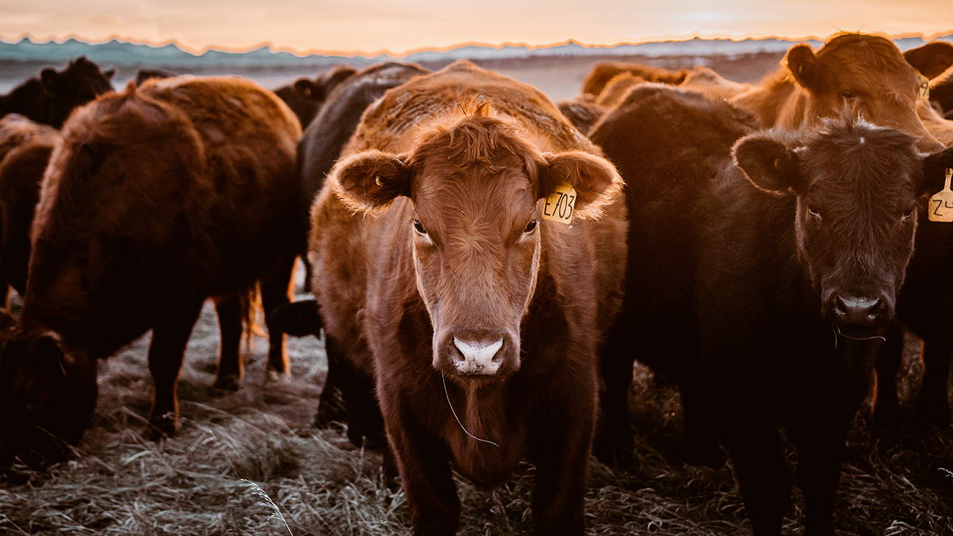 Selon Conservation de la nature Canada, un accord visant à protéger du développement le vaste Ranch McIntyre dans le sud de l'Alberta est le plus important du genre au pays, et permettra à la famille qui en est propriétaire de continuer à y élever du bétail. Photo : Shutterstock