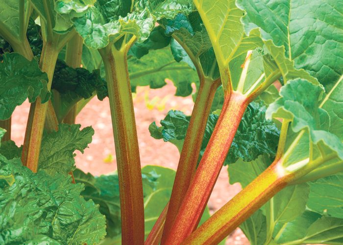 Grâce à la technique de forçage de la rhubarbe, il devient possible de se procurer de la rhubarbe fraîche en février, d’où sa popularité d’antan, quand les légumes et les fruits importés n’étaient que peu offerts en épicerie. Photo : Shutterstock