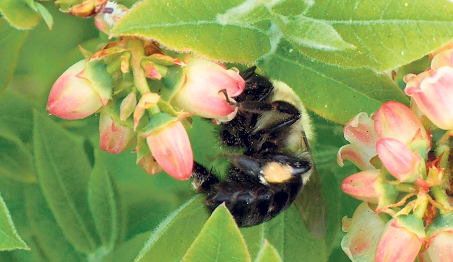 L’approvisionnement en abeilles étant plus difficile ces dernières années, la popularité des autres pollinisateurs – les bourdons notamment – a bondi. Photo : Gracieuseté de Steeve Lepage