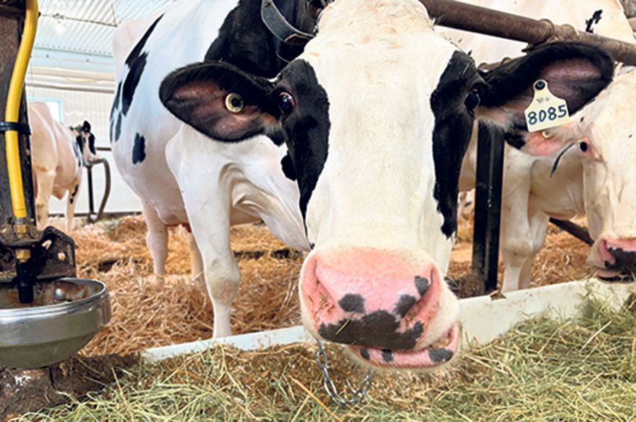 L’étable loge 38 vaches en lactation. Chacune a produit, en moyenne, 13 200 kilos de lait à 4,6 % de matière grasse, en 2024.