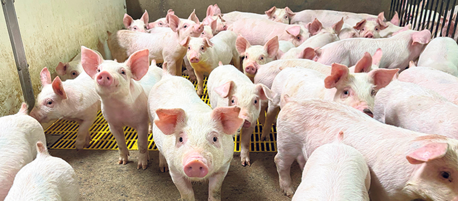 Les porcelets arrivent à la pouponnière à l’âge de 15 à 20 jours, puis repartent six semaines plus tard vers l’engraissement.