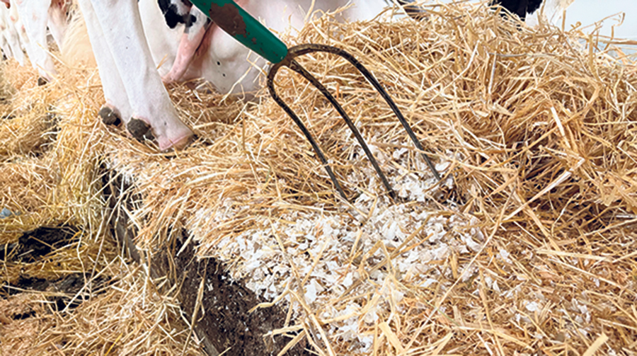 Les vaches sont en stabulation entravée, sur lit de paille et ripe de papier. C’est plus absorbant que la ripe de bois, selon l’éleveur, ce qui favorise une meilleure hygiène et permet de prévenir les mammites.