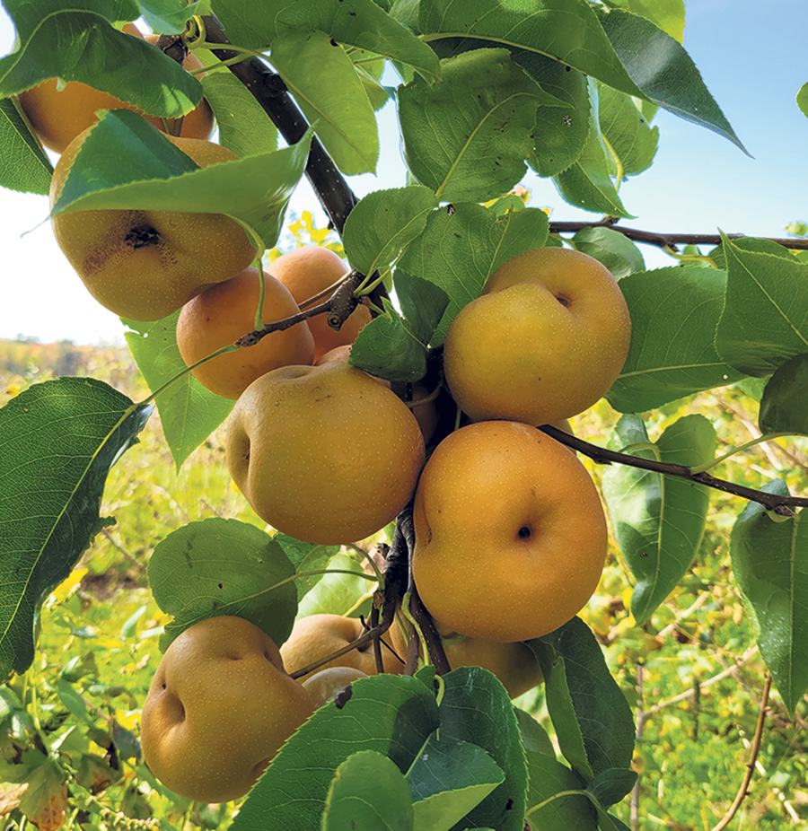 Aux Vergers d'Auguste, les visiteurs pourront prochainement cueillir des abricots, mais aussi des poires asiatiques, le tout cultivé en régie biologique.